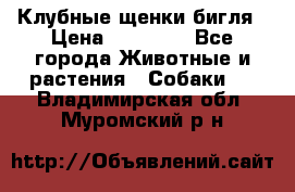 Клубные щенки бигля › Цена ­ 30 000 - Все города Животные и растения » Собаки   . Владимирская обл.,Муромский р-н